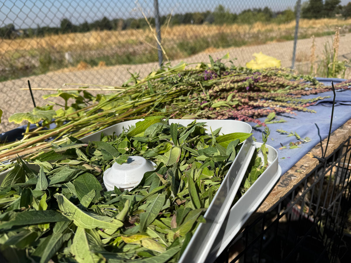 The Unexpected Healing Power of Purple Loosestrife: From Topical Salves to Insect-Clearing Smoke